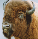 bison